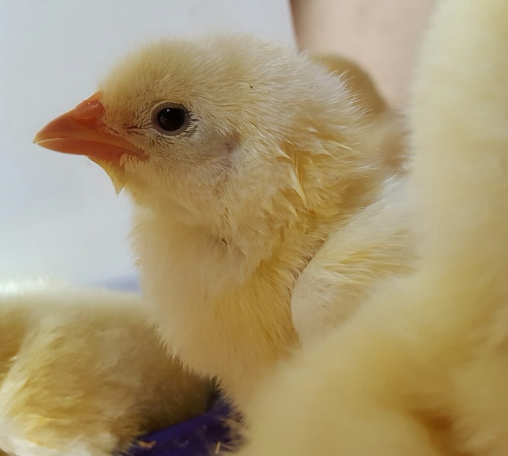 one day old broiler chick