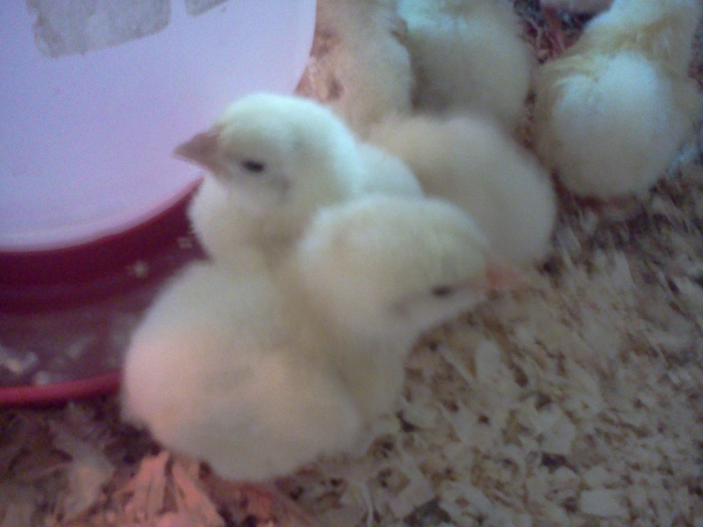 two little chicks beside the waterer