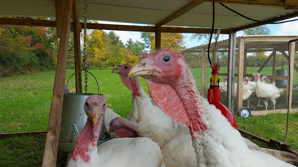 three Broad Breasted white turkeys in a turkey tractor, looking a the camera