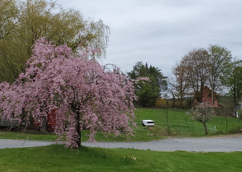 pink flowering tree 