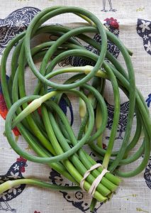 bunch of curly garlic scapes