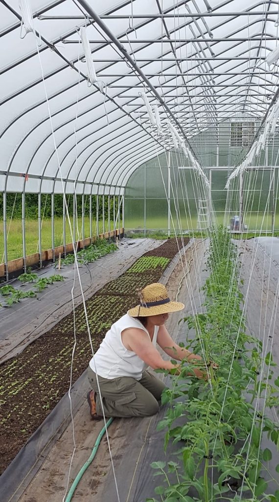 Farmer pruning tomato plants in the high tunnel