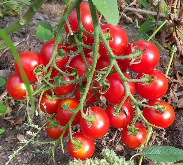 cluster of cherry tomatoes
