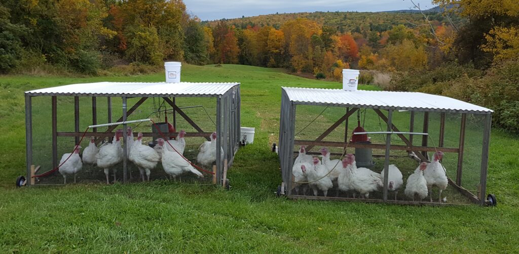 Pastured turkeys in their mobile tractors. October