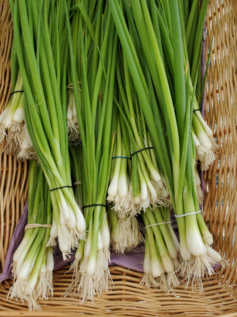 scallions aka bunching onions