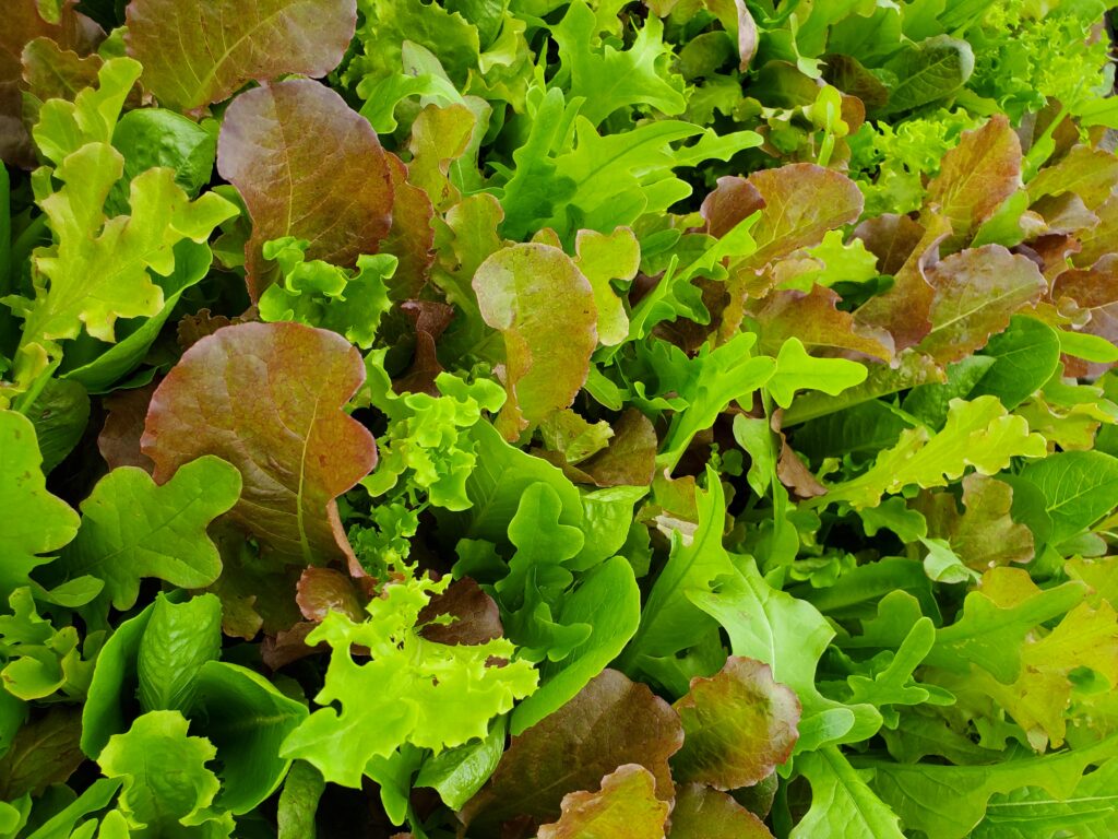 picture of different types of lettuce leaves