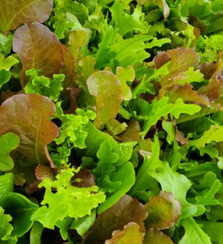lettuce