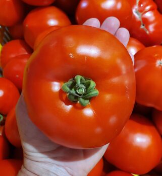 tomatoes