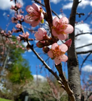 peaches