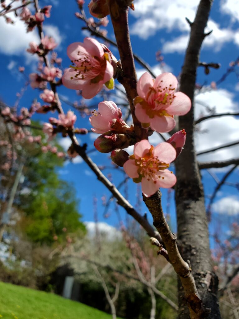 Close up picture of branches of a peach tree in blossom.  Each flower has five beautiful pink petals. Brilliant blue sky. 