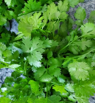 cilantro