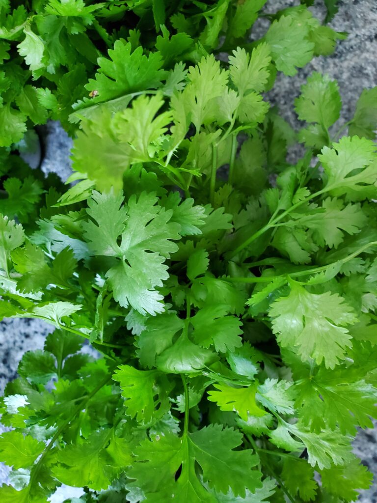 cilantro leaves